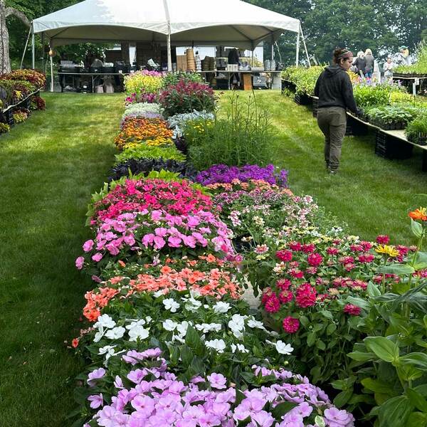 White Flower Farm tent sale CT